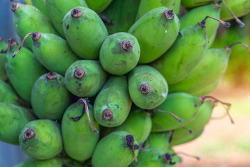 .Close-up of raw green Namwa bananas. - 661827044