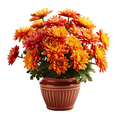 Chrysanthemums in a Fall-Themed Pot Isolated on Transparent or White Background, PNG