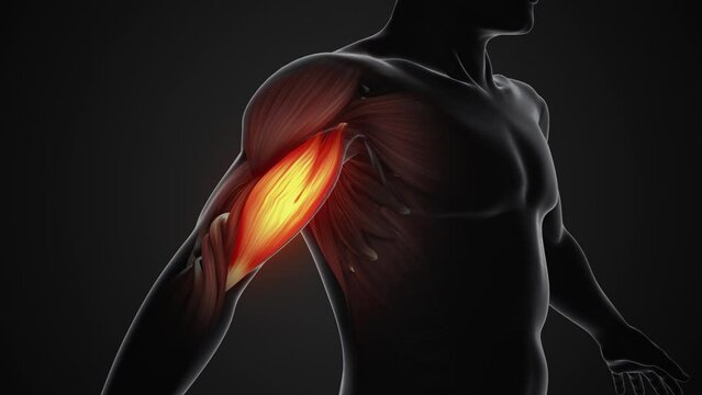 Pain and injury in the Biceps Muscles