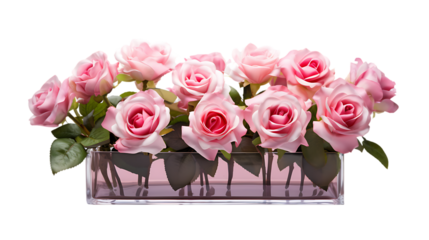 Roses in a Planter Isolated on Transparent or White Background, PNG