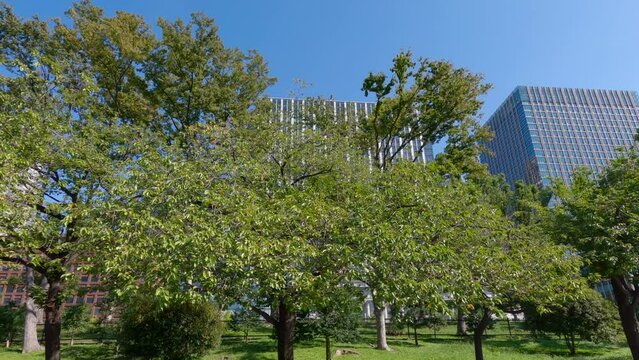 An image of an urban park, looking up at the trees and moving sideways.