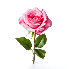pink rose isolated on white background
rose, flower, red, isolated, love, white, nature, valentine, beauty, pink, petal, blossom, 