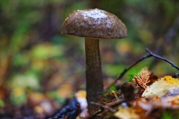 Boletus mushroom in the autumn forest