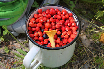 White iron mug filled with ripe sweet wild strawberries on earthen forest background. Picking...