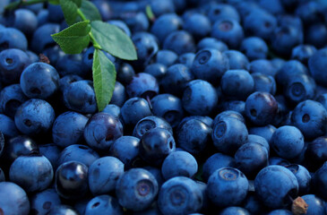 Many blueberries are scattered, close-up photo. Harvesting berries. Many large blue northern tasty berries. Organic food. Horizontal stock photo, nice dark blue background.