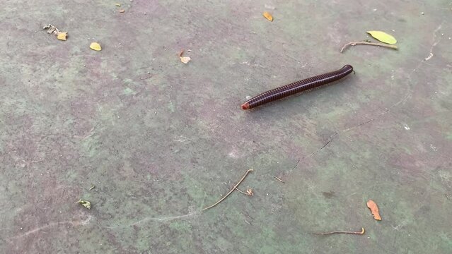 Dark brown millipedes creep across the cement ground.