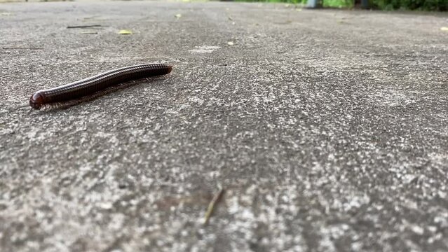 Dark brown millipedes creep across the cement ground.