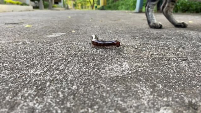 Dark brown millipedes creep across the cement ground.