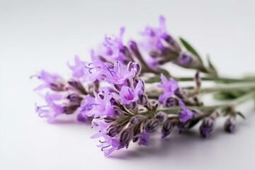 isolated lavender flowers on white. Generative AI