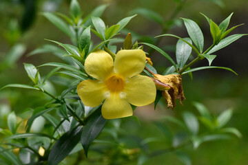 yellow flowers