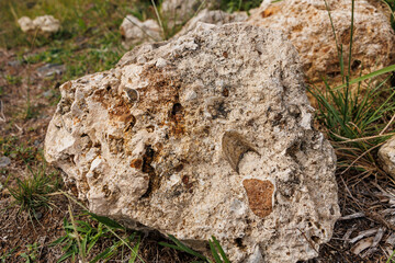 Fossils at Santa Maria island, travel at Azores, Portugal.