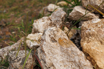 Fossils at Santa Maria island, travel at Azores, Portugal.