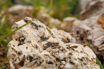 Fossils at Santa Maria island, travel at Azores, Portugal.