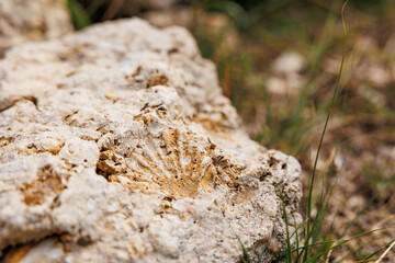 Fossils at Santa Maria island, travel at Azores, Portugal.
