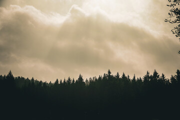 View of forest and sky. Gorski kotar, Croatia