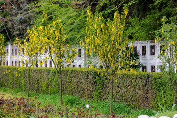 Flowers on the tree Bobovnik or golden rain. Greening the urban environment. Background with...