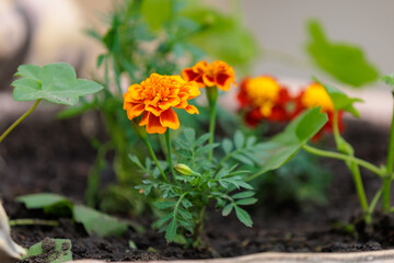Flowers in a flower bed Marigolds. Greening the urban environment. Background with selective focus