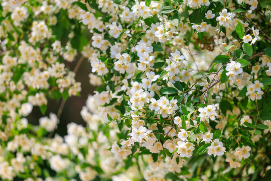 Flowering bushes. Background with selective focus and copy space