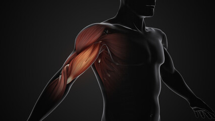 Pain and injury in the Biceps Muscles - obrazy, fototapety, plakaty