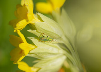 Close-up silver-green leaf weevil on yellow flower of cowslip
