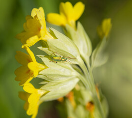 Fototapeta premium Close-up silver-green leaf weevil on yellow flower of cowslip