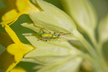 Fototapeta premium Close-up silver-green leaf weevil on yellow flower of cowslip 