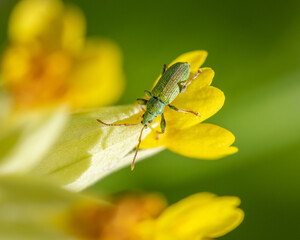 Close-up silver-green leaf weevil on yellow flower of cowslip
