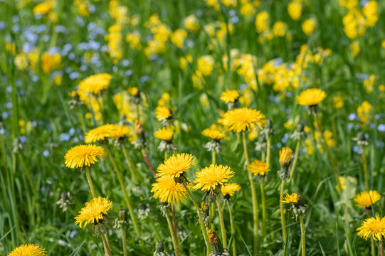 Closeup of spring meadow with blooming yellow dandelions and cowslips and blue forget-me-nots © Ilga