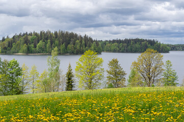 Rain clouds over the lake on spring day. Trees on lake shore, and meadow with yellow dandelions in foreground