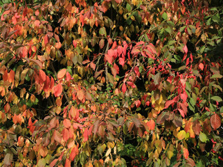 Colorful leaves of a Euonymus Europaeus scrub.