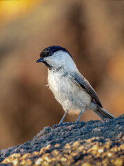 Coal tit on the stone. Close-up