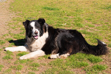 border collie dog