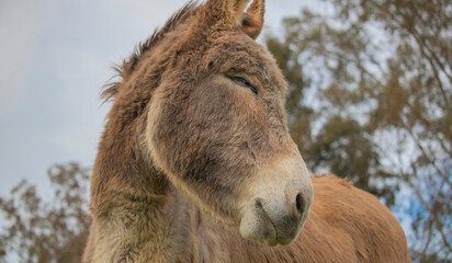 Portrait of donkey with eyes closed on a farm with overcast sunset sky.