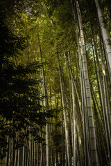 bamboo forest in the morning