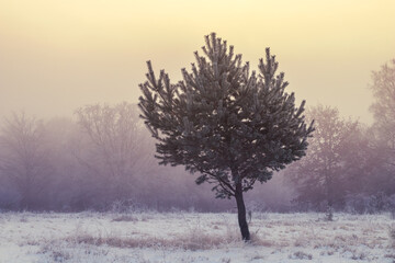 Lonely pine tree in winter colors, standing on a snowy meadow at early morning sunlight