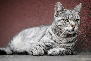 Black and white tabby house cat laying on the street. Adult kitten  looking away the camera