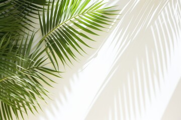 Green tropical tree palm leaves with sunny shadow on white wall as background. Shadows of leaves in sunlight. Copy space. Minimal stylish background for presentation