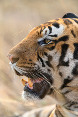 Close-up of the side profile of a mature male tiger from Bandhavgarh