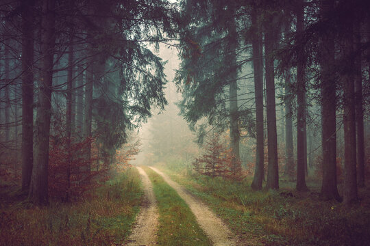 Road in the forest. Romantic, misty, foggy autumn landscape. Vintage looking nature photo with dramatic colors
