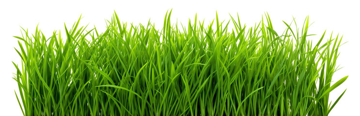 Fototapeta na wymiar Green fresh lawn grass, cut out