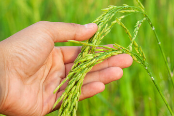 Hand holding an ear of rice. Hands gently touching rice in a rice field with warm sunlight. Farmer's hands with rice field