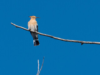 Upupa epops in its splendor: A Hoopoe majestically perched on a bare branch under the vast blue sky