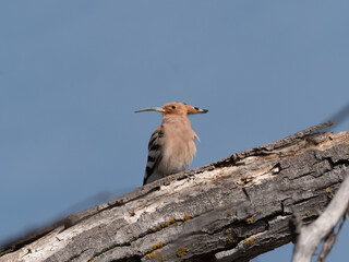Upupa epops in its splendor: A Hoopoe majestically perched on a bare branch under the vast blue sky