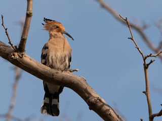 Upupa epops in its splendor: A Hoopoe majestically perched on a bare branch under the vast blue sky
