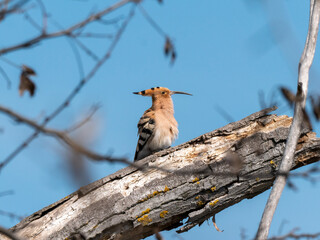 Upupa epops in its splendor: A Hoopoe majestically perched on a bare branch under the vast blue sky