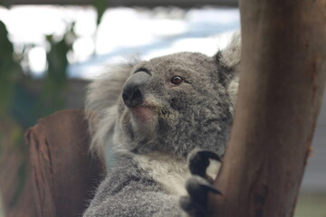 Naklejka premium Despierto y tranquilo koala blanco y gris en un zoo en Australia observando a su alrededor enganchado en un árbol tipo eucalipto
