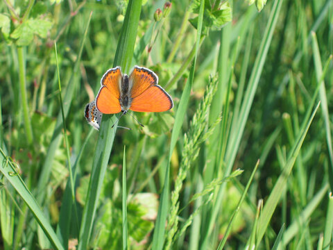 Large Copper Butterfly Macro on Grass Meadow with Depth of Field effect