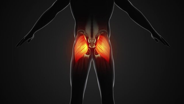 Pain and injury in the Gluteus Maximus Muscles
