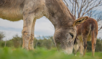 Two brown donkeys eating grass on a farm.