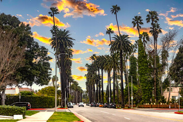 The famous avenue of palm trees, with very tall palm trees in Beverly Hills in Los Angeles, in the...